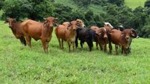 vacas-en-campo-pastoreo
