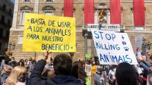 La Universidad de Barcelona confirma que se sacrificarán 32 cachorros beagle en un experimento