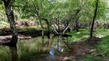Castilla-La Mancha prepara un plan de Infraestructura Verde para “devolver a la naturaleza el espacio que necesita”