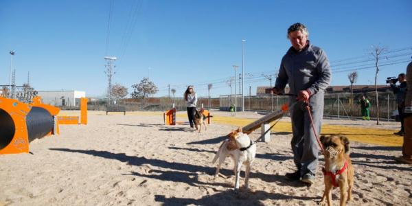 Un hombre adiestrando a dos perros