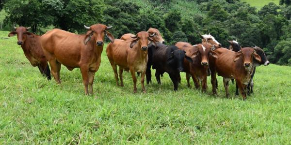 vacas-en-campo-pastoreo