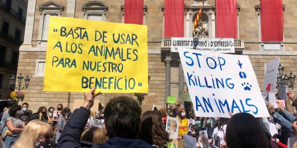 La Universidad de Barcelona confirma que se sacrificarán 32 cachorros beagle en un experimento